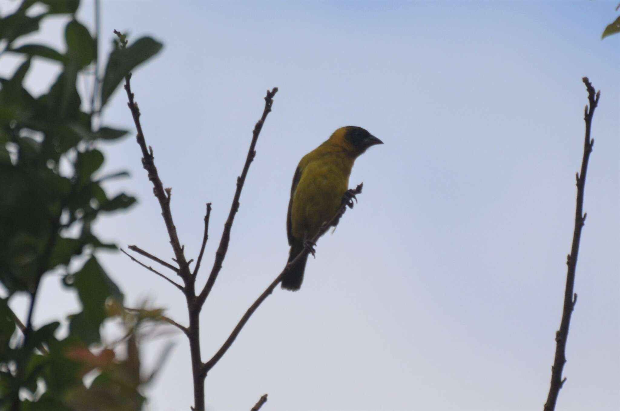 Image of Bertram's Weaver