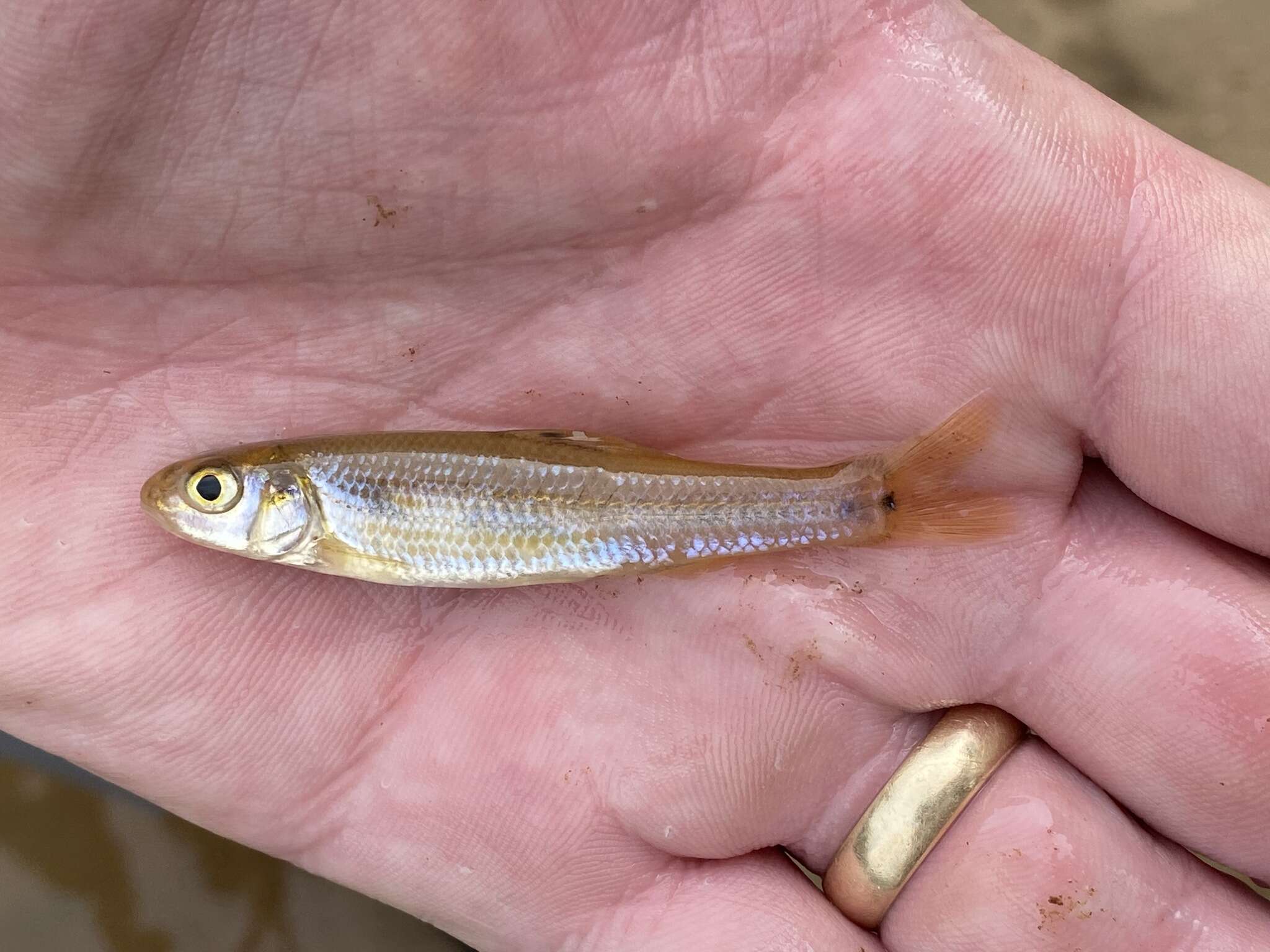 Image of Bullhead Minnow