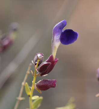 Imagem de Scutellaria mexicana (Torr.) A. J. Paton