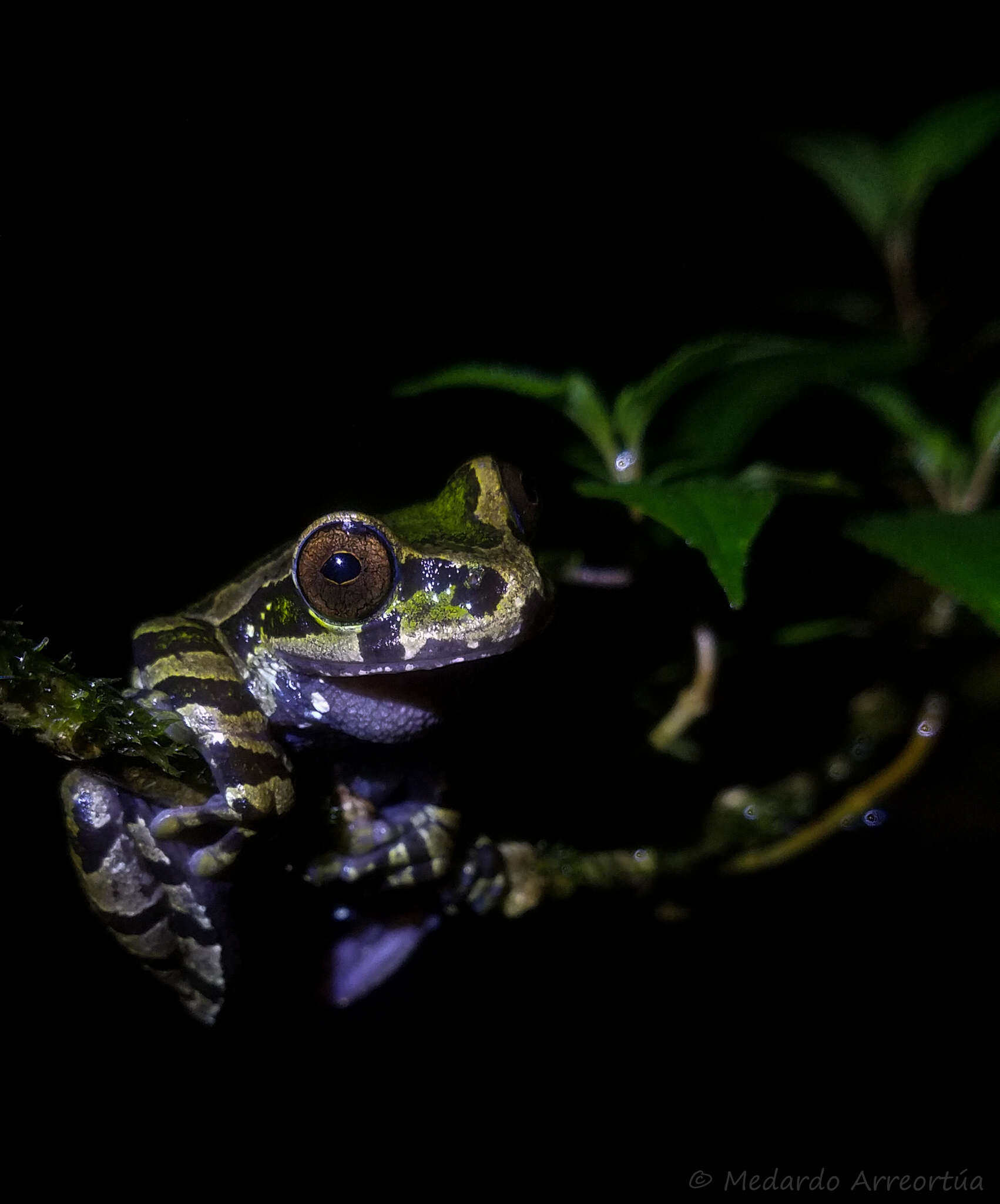 Image of Oaxacan Cloud-Forest Treefrog