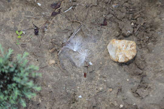 Image of Prostrate Milkweed