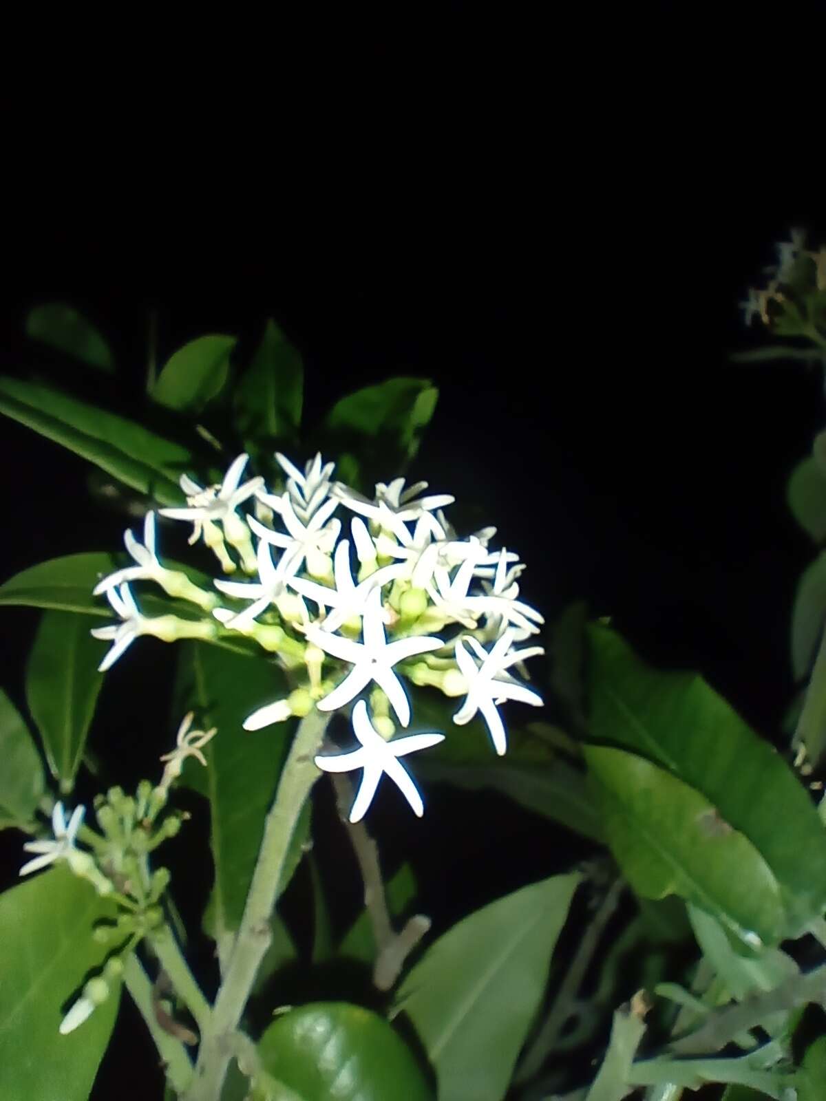 Image of Vallesia conzattii Standl.