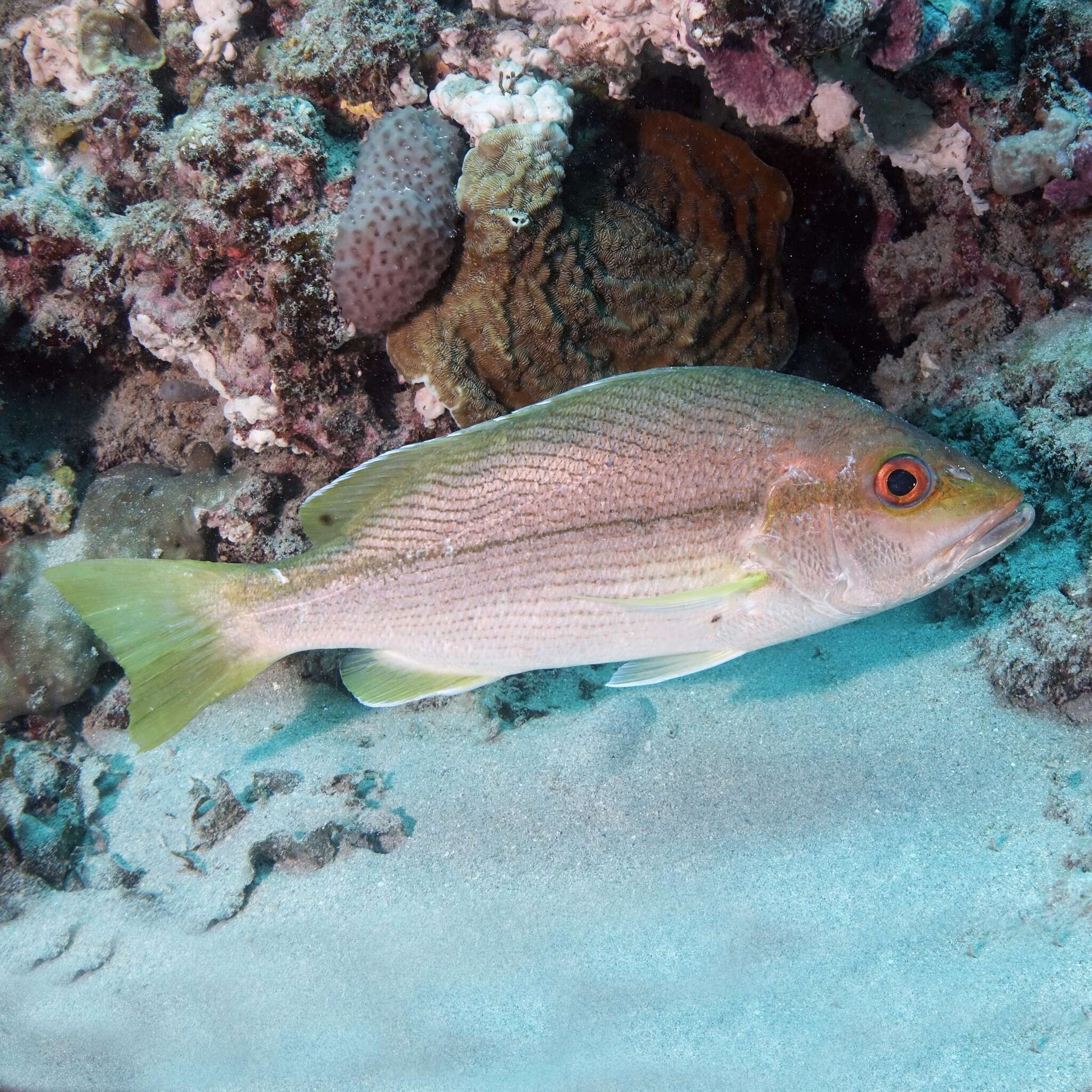 Image of Brownstripe snapper