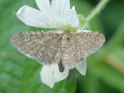 Image of marsh pug