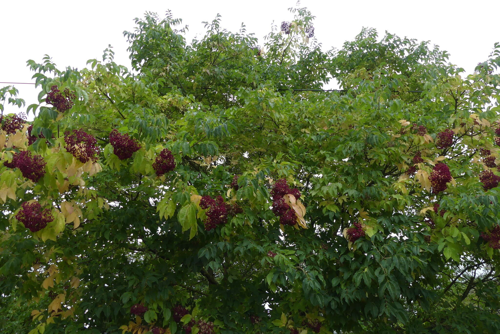 Image of bee-bee tree