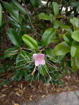 Image of Capparis cynophallophora L.