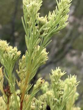 Image of Thesium foliosum A. DC.