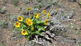 Image of Carey's balsamroot