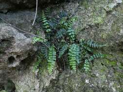 Plancia ëd Asplenium heterochroum Kunze