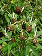 Image de Buddleja globosa Hope