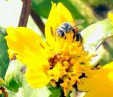 Image of Asian dwarf honey bee