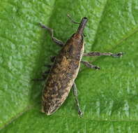 Image of Lixus subtilis Sturm 1826