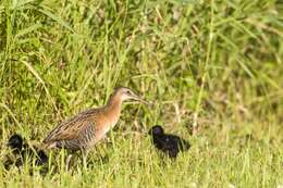 Image of King Rail