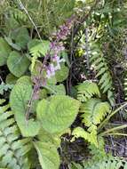 Image de Plectranthus rubropunctatus Codd