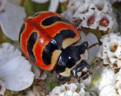 Image of Coccinella trifasciata perplexa Mulsant 1850