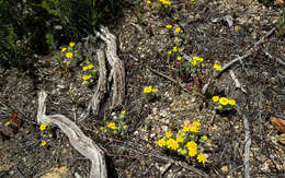 Image of woolly easterbonnets