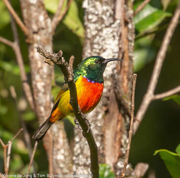 Image of Regal Sunbird