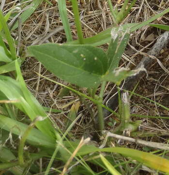 Image of Vigna vexillata var. angustifolia (Schum. & Thonn.) Baker