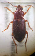 Ophonus (Metophonus) rufibarbis (Fabricius 1792) resmi