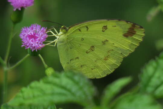 Image of Eurema ada (Distant & Pryer 1887)