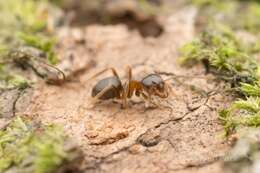 Image de Lasius hayashi Yamauchi & Hayashida 1970