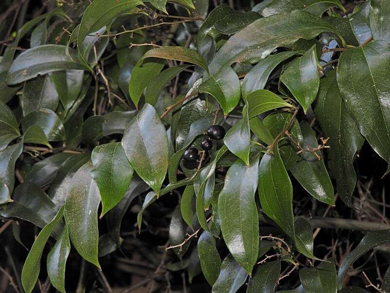 Image of Ripogonum album R. Br.