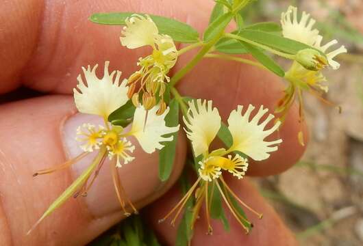 Image of large clammyweed