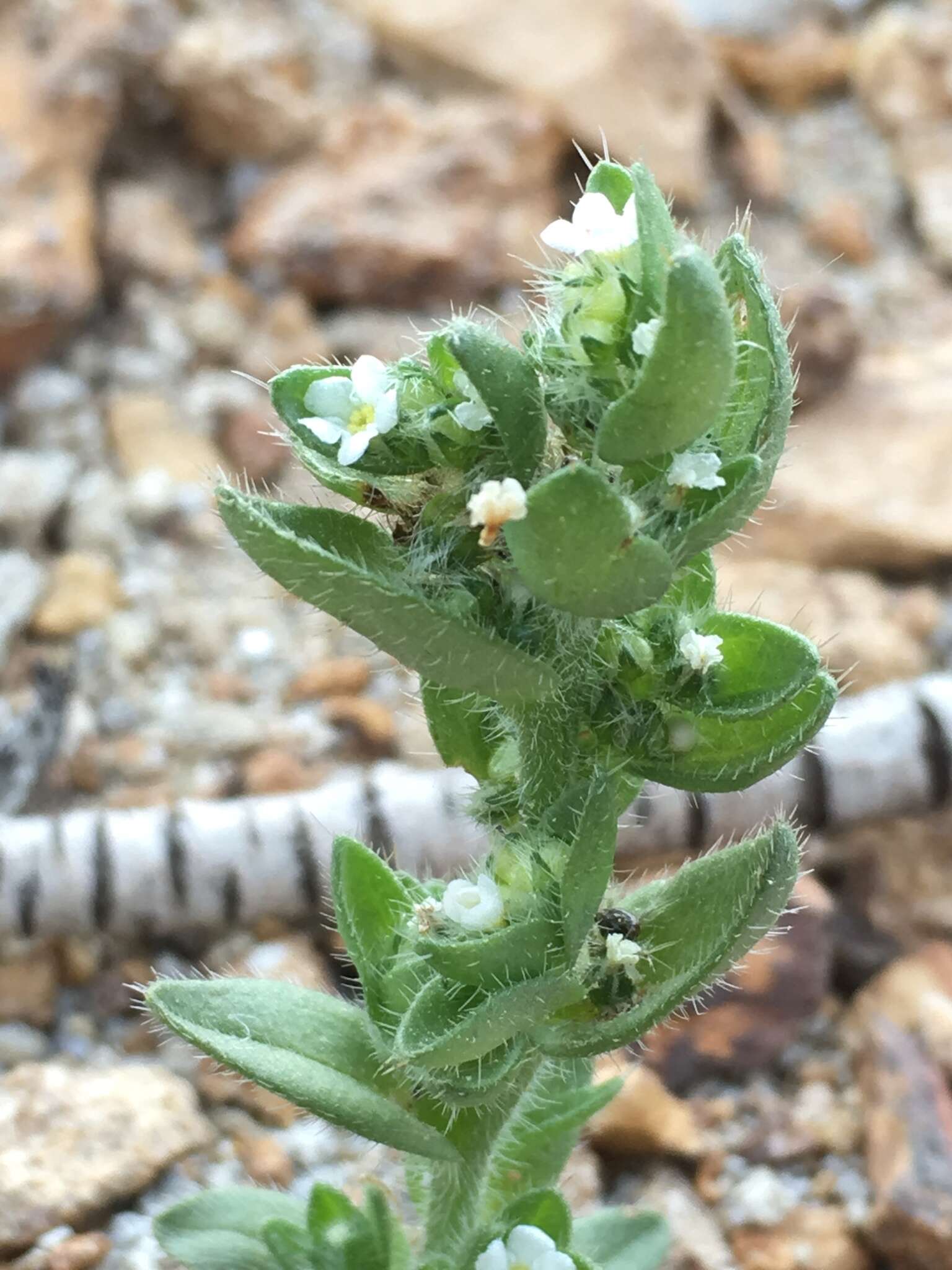 Plagiobothrys glomeratus A. Gray resmi