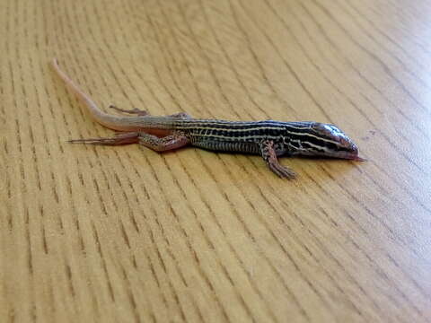 Image of Rusty-rumped Whiptail