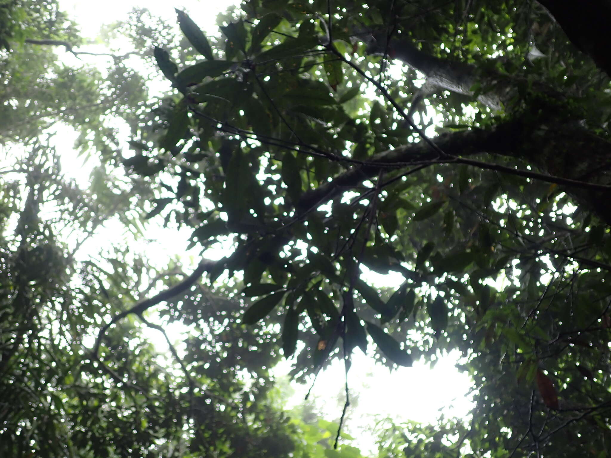 Image of Lithocarpus brevicaudatus (Skan) Hayata