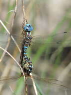 Image of Blue-eyed Darner