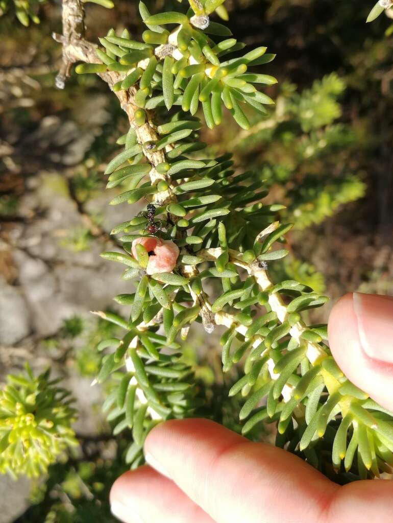 صورة Aspalathus capensis (Walp.) R. Dahlgren