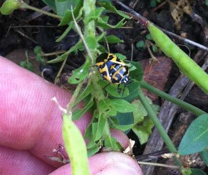 Image of Harlequin Bug