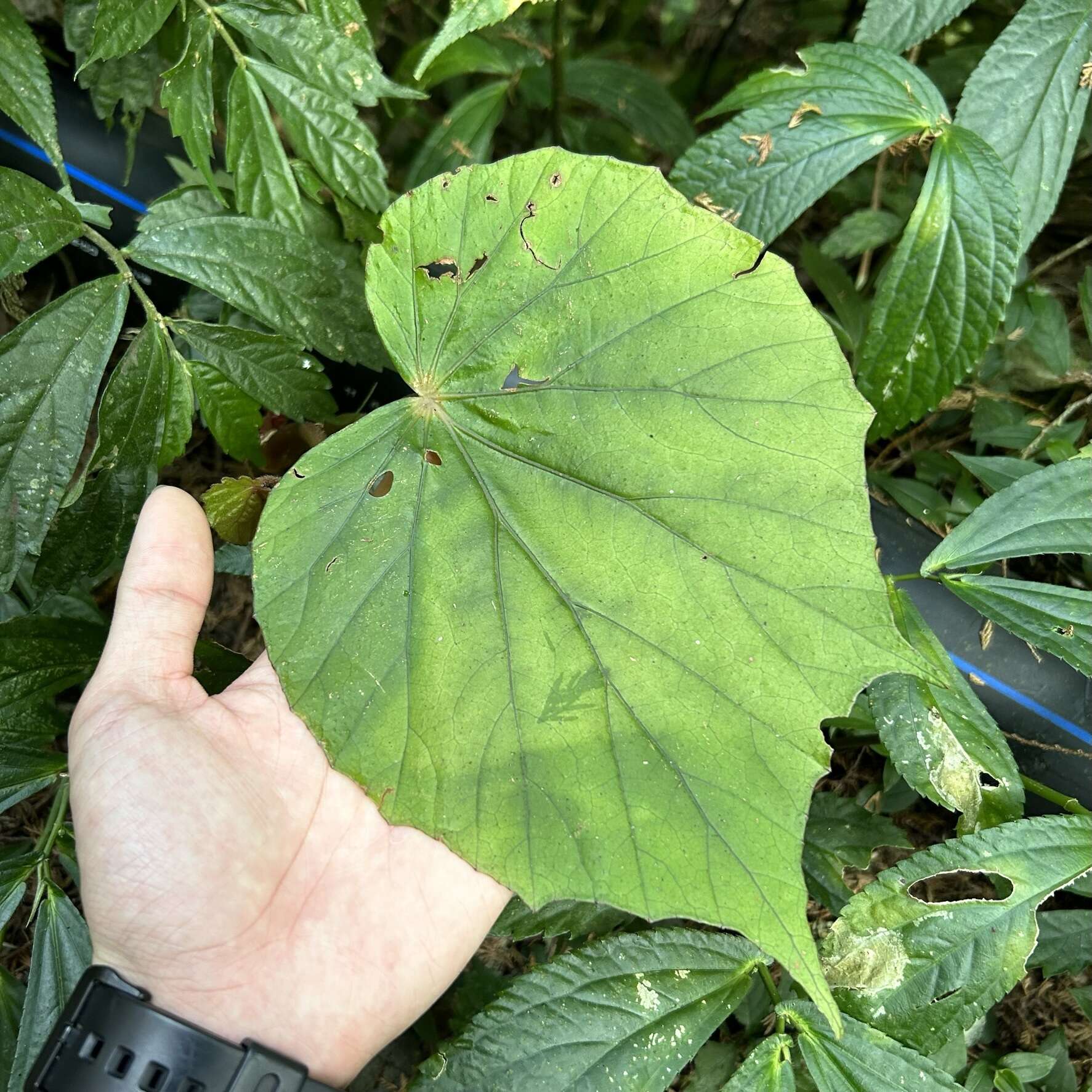 Image of Begonia nantoensis M. J. Lai & N. J. Chung