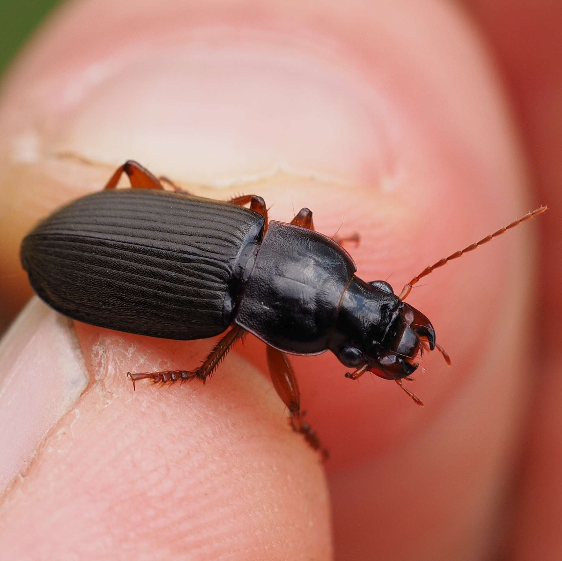 Image of Ground beetle