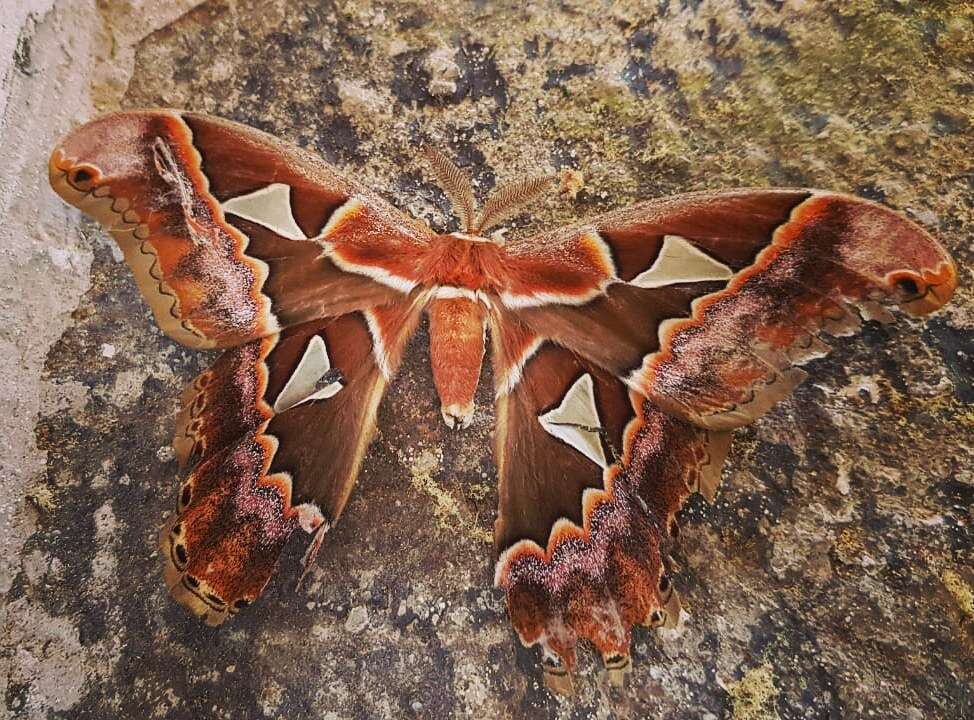 Image of Orizaba Silkmoth