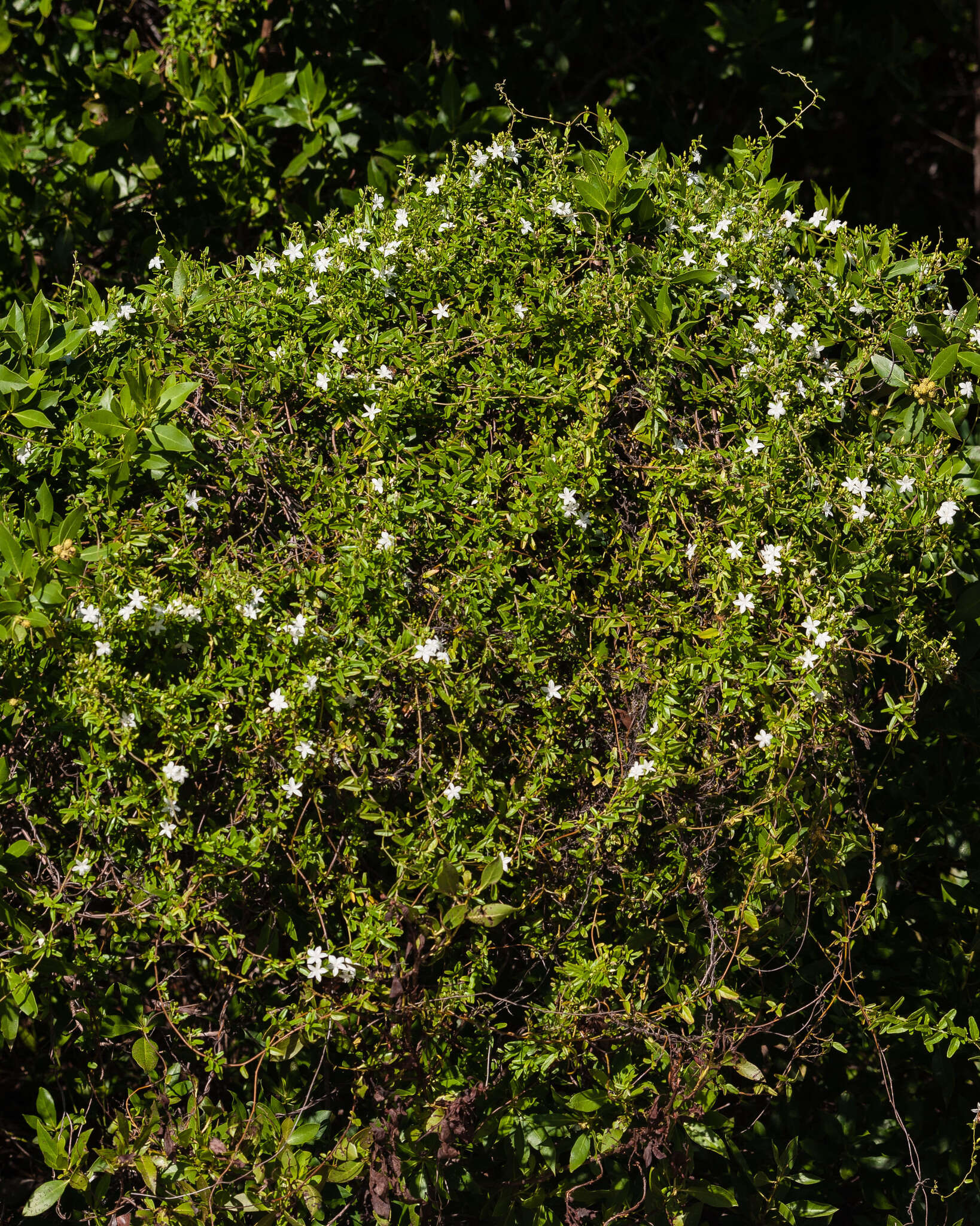 Image of Havana clustervine