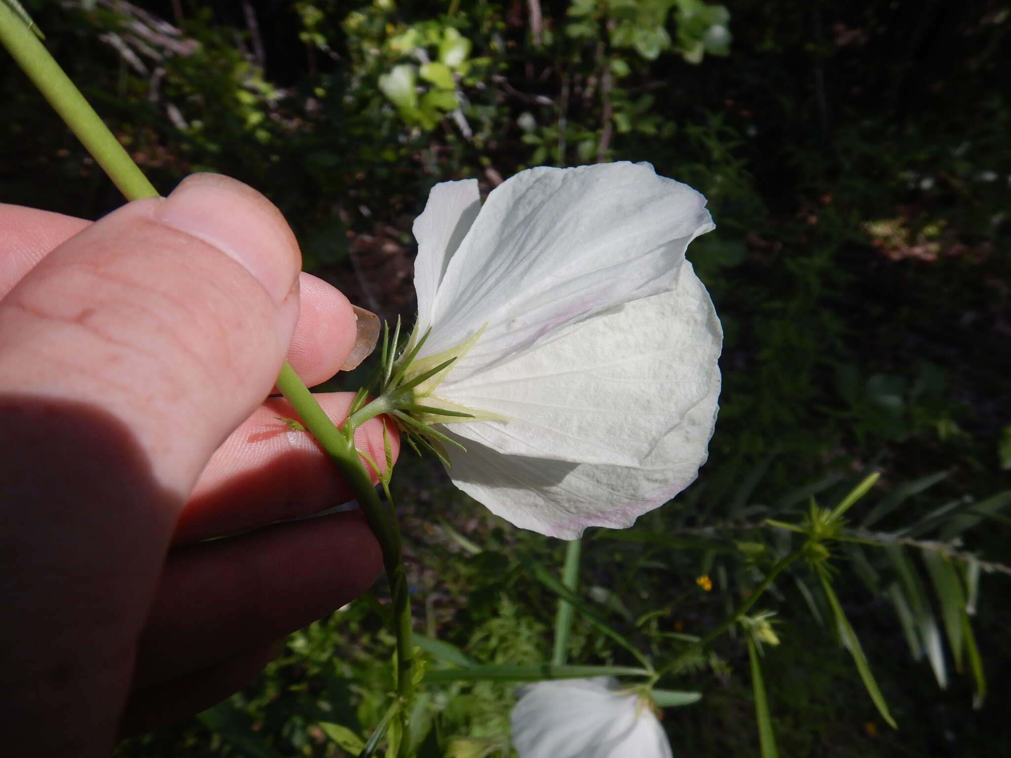 Image of Hibiscus meraukensis Hochr.