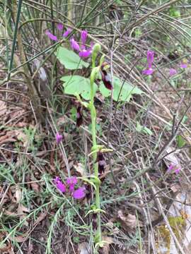 Image of Fly orchid