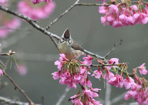 Image of Formosan Yuhina