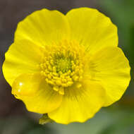 Image of Ranunculus albertii Regel & Schmalh.