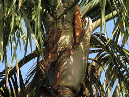 Image de Oenocarpus bacaba Mart.