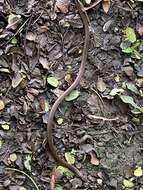 Image of Black-headed Snake (equatoriana