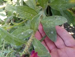 Image of Echium creticum subsp. creticum