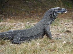 Image of Lace Monitor