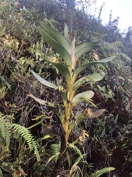 Image of Maxillaria montezumae (Arévalo & Christenson) Molinari