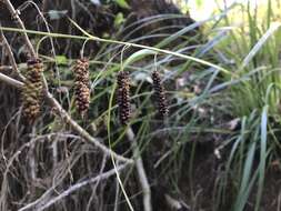 Слика од Carex glaucescens Elliott