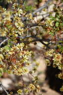 Image de Senegalia roemeriana (Scheele) Britton & Rose