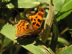 Image of Satyr Comma