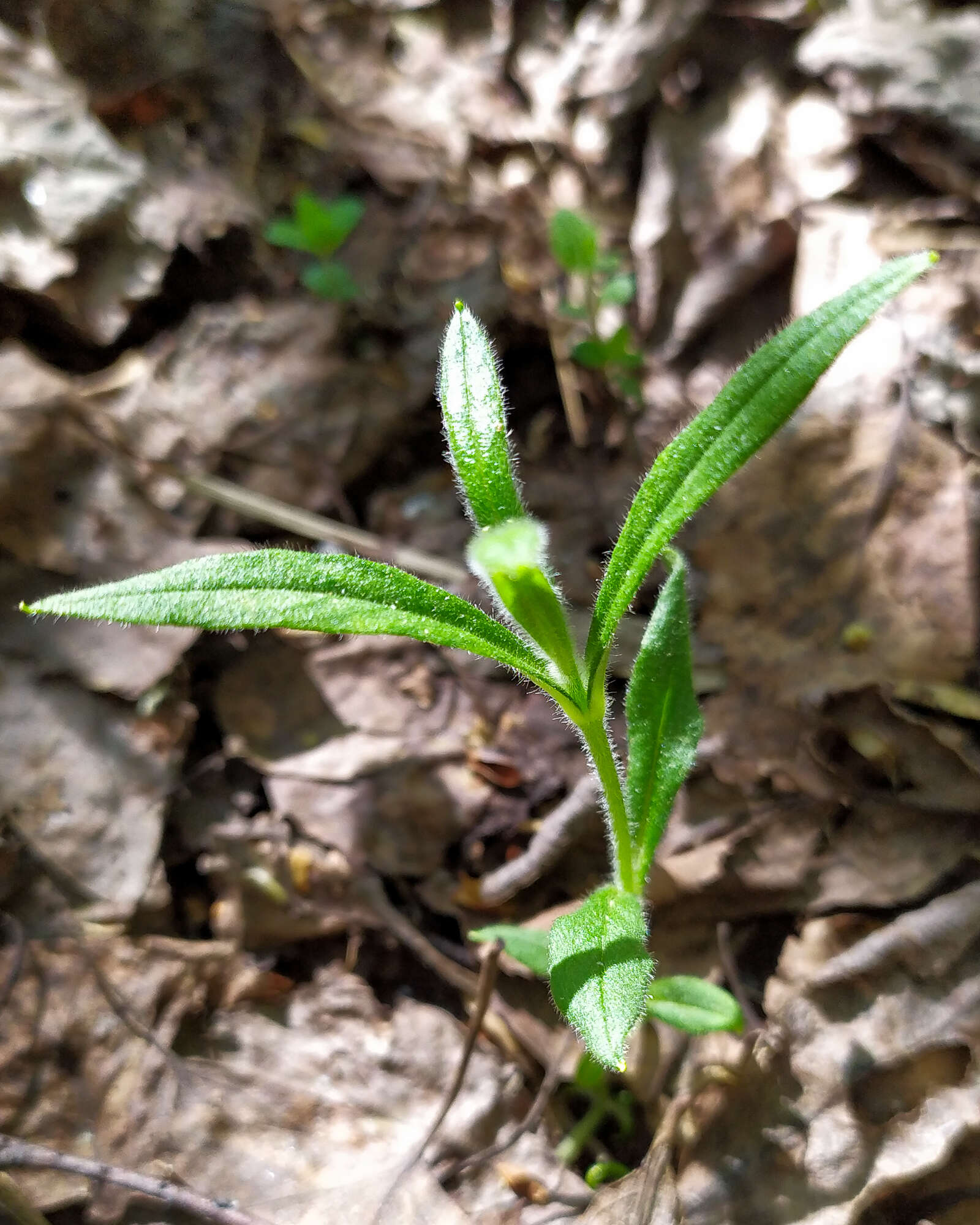 Plancia ëd Cerastium pauciflorum Stev. ex Ser.